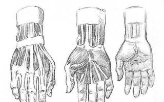 Великий палець руки протиставлений іншим