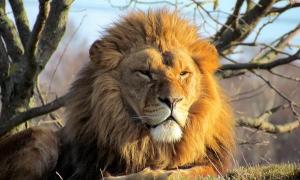 Чому лев – цар звірів?